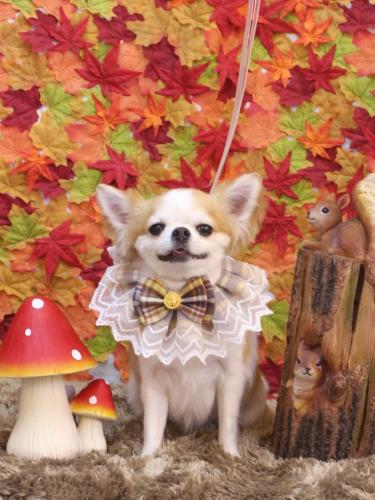 20241117くうくん